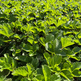 California Strawberry / Woodland Strawberry - Fragaria vesca