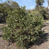 Big Berry Manzanita - Arctostaphylos glauca