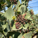 Big Berry Manzanita - Arctostaphylos glauca
