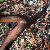 Big Berry Manzanita - Arctostaphylos glauca