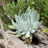 Giant Chalk Dudleya - Dudleya brittonii