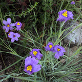 Blue-eyed grass - Sisyrinchium bellum