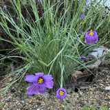 Blue-eyed grass - Sisyrinchium bellum
