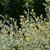 Indian Mallow - Abutilon palmeri