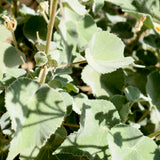 Indian Mallow - Abutilon palmeri
