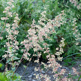Island Alumroot - Heuchera maxima