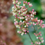Island Alumroot - Heuchera maxima