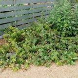 John Dourley Manzanita - Arctostaphylos 'John Dourley'