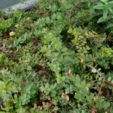 John Dourley Manzanita - Arctostaphylos 'John Dourley'