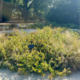 John Dourley Manzanita - Arctostaphylos 'John Dourley'