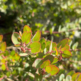 John Dourley Manzanita - Arctostaphylos 'John Dourley'