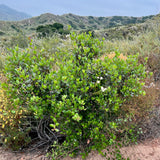 Lemonade Berry - Rhus integrifolia
