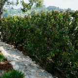 Lemonade Berry - Rhus integrifolia