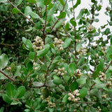 Lemonade Berry - Rhus integrifolia