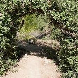 Lemonade Berry - Rhus integrifolia