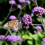 Lollipop Dwarf Upright Verbena - Verbena bonariensis 'Lollipop'