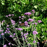 Lollipop Dwarf Upright Verbena - Verbena bonariensis 'Lollipop'