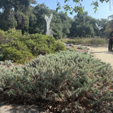 Mrs. Beard Sage - Salvia 'Mrs. Beard'