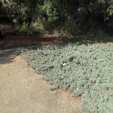 Mrs. Beard Sage - Salvia 'Mrs. Beard'