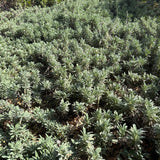 Mrs. Beard Sage - Salvia 'Mrs. Beard'