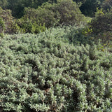 Mrs. Beard Sage - Salvia 'Mrs. Beard'