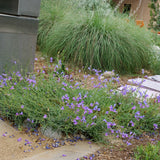 Margarita BOP Penstemon - Penstemon 'Margarita BOP'