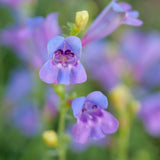 Margarita BOP Penstemon - Penstemon 'Margarita BOP'