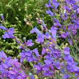 Margarita BOP Penstemon - Penstemon 'Margarita BOP'