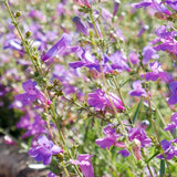 Margarita BOP Penstemon - Penstemon 'Margarita BOP'