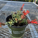 Marian Sampson Hummingbird Monardella - Monardella macrantha 'Marian Sampson'