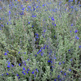 Marine Blue Sage - Saliva 'Marine Blue'