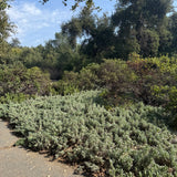 Mrs. Beard Sage - Salvia 'Mrs. Beard'