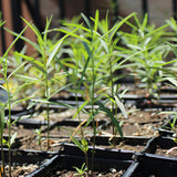 Narrowleaf Milkweed - Asclepias fascicularis