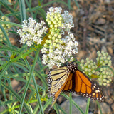 Narrowleaf Milkweed - Asclepias fascicularis