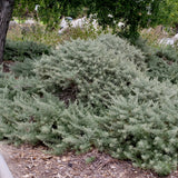 Montara Sagebrush - Artemisia californica 'Montara'