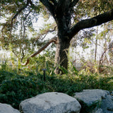 Mugwort - Artemisia douglasiana