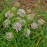 Narrowleaf Milkweed - Asclepias fascicularis