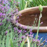 Otto Quast Spanish Lavender - Lavandula stoechas 'Otto Quast'