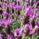 Otto Quast Spanish Lavender - Lavandula stoechas 'Otto Quast'