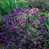 Otto Quast Spanish Lavender - Lavandula stoechas 'Otto Quast'
