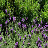 Otto Quast Spanish Lavender - Lavandula stoechas 'Otto Quast'