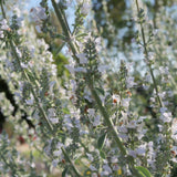 White Sage - Salvia apiana
