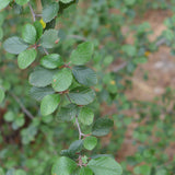 Mountain Mahogany - Cerocarpus betuloides