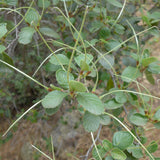 Mountain Mahogany - Cerocarpus betuloides