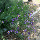 Blue-eyed grass - Sisyrinchium bellum