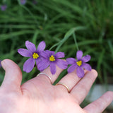 Blue-eyed grass - Sisyrinchium bellum