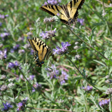 Allen Chickering Sage - Salvia 'Allen Chickering'