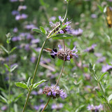 Allen Chickering Sage - Salvia 'Allen Chickering'