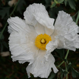 Coulter's Matilija Poppy - Romneya coulteri