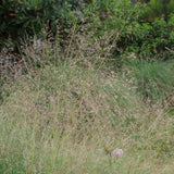 Alkali Sacaton - Sporobolus airoides